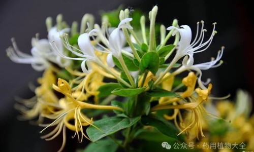 香丹清的功效与作用与副作用-香丹清的功效与作用是中药制的吗专区_香丹清的功效与作用?专区_香丹清的功效与作用网