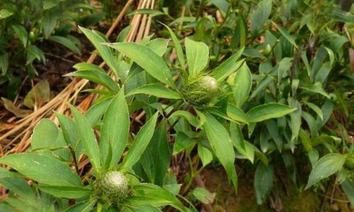 香丹清的功效与作用是中药制的吗专区_香丹清的功效与作用?专区_香丹清的功效与作用网